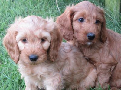 Cockapoo puppies in Carlow